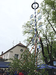 aufgestellt am 03.05.2015: der Maibaum im Augustiner Schützengarten (©Foto: Martin Schmitz)